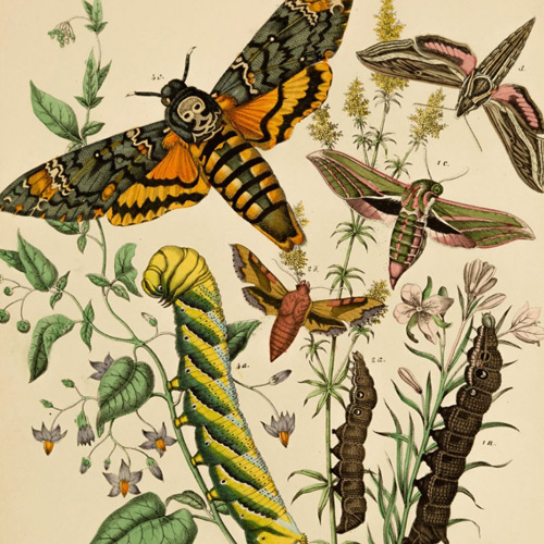 Antique Prints - 189 items for sale on sellingantiques.co.uk