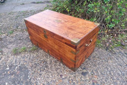 CAMPHOR WOOD TRUNK