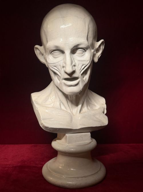 19TH CENTURY ANATOMICAL PLASTER BUST AFTER JEANANTOINE HOUDON